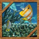 池袋サンシャイン水族館の値段は?半額や割引の方法について