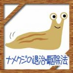 ナメクジの退治方法に犬猫がいても使える超効果的な駆除剤！　　