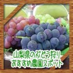 山梨県でぶどう狩り!食べ放題の人気おすすめ農園にスポットは?