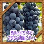 関西でぶどう狩り!食べ放題の人気おすすめ農園スポット!