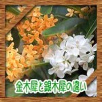 金木犀と銀木犀の違いに英語でいうと?花言葉の由来に咲く時期は?