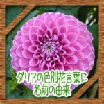 ダリアの色別花言葉に名前の由来!結婚式に最適だが裏切りの意味も?