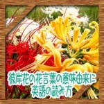 彼岸花(曼珠沙華)の花言葉の意味由来に黄色白は?英語の読み方は