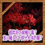 彼岸花の球根に毒?茎に触ると子供や犬は危険?別名が怖い…!