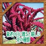 敬老の日に嬉しい花の種類に長生きな花言葉※鉢植え花束でいい?