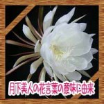 月下美人の花言葉の意味に由来!英語名や花の食べ方など