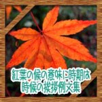 紅葉の候の意味に時期はいつからいつまで?時候の挨拶手紙の例文集