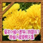 菊花の候の意味読み方に時期はいつからいつまで?時候の挨拶例文集
