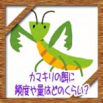 カマキリの餌(えさ)に頻度や量はどのくらい?赤ちゃんの飼育法