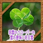 四葉のクローバーの葉の意味に花言葉!五つ葉との違いになぜできる?