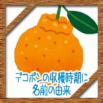 デコポンの収穫時期に名前の由来!不知火との違いに食べ方は?