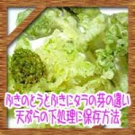 ふきのとうとふきにタラの芽の違い!天ぷらの下処理に保存方法