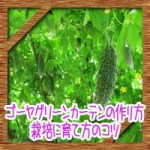 ゴーヤグリーンカーテン(緑のカーテン)の作り方!栽培に育て方のコツ
