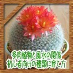 多肉植物と風水の関係!初心者向けの種類に育て方