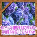 あじさい寺(鎌倉明月院)2016年の見頃開花状況!ランチのおすすめ!