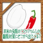 米びつお米の虫除け！コクゾウムシの駆除対策にどこから出てくる？