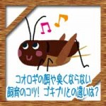 コオロギの餌や臭くならない飼育のコツ!ゴキブリとの違いは?