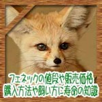 フェネックギツネの値段や販売価格！購入方法や飼い方に寿命の知識